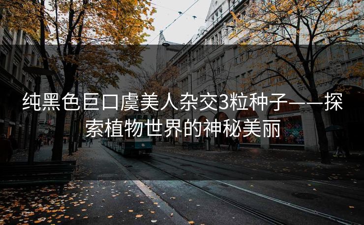 纯黑色巨口虞美人杂交3粒种子——探索植物世界的神秘美丽